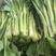 白菜苔种子特早熟白菜苔优质抗病基地主流白菜苔品种