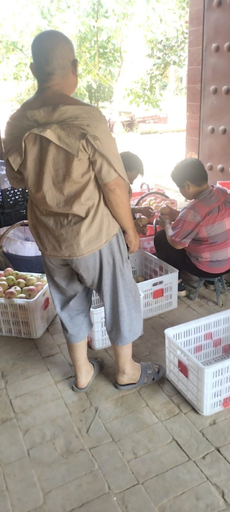 陕西早熟嗄啦苹果