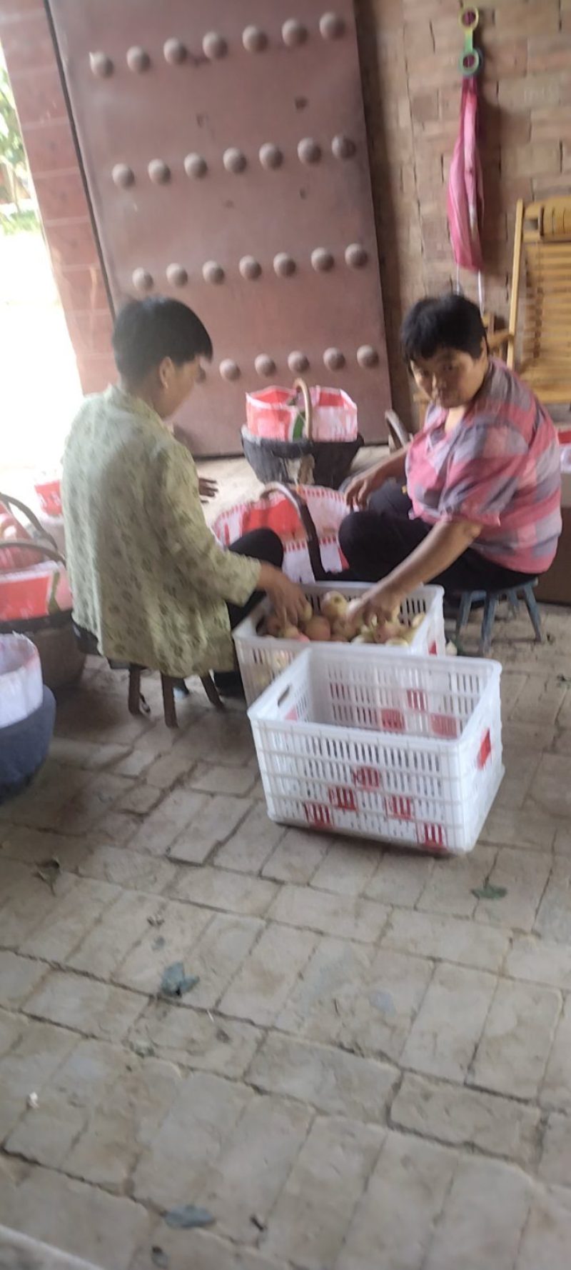 陕西早熟嗄啦苹果