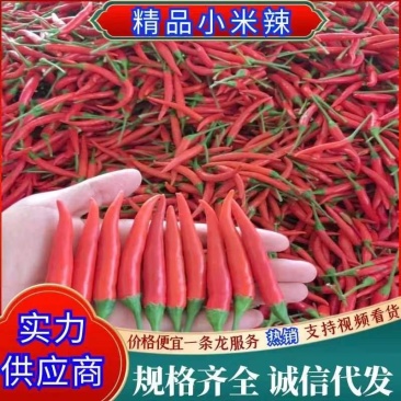 【推荐】精品天香小米椒货源充足，产地直供。