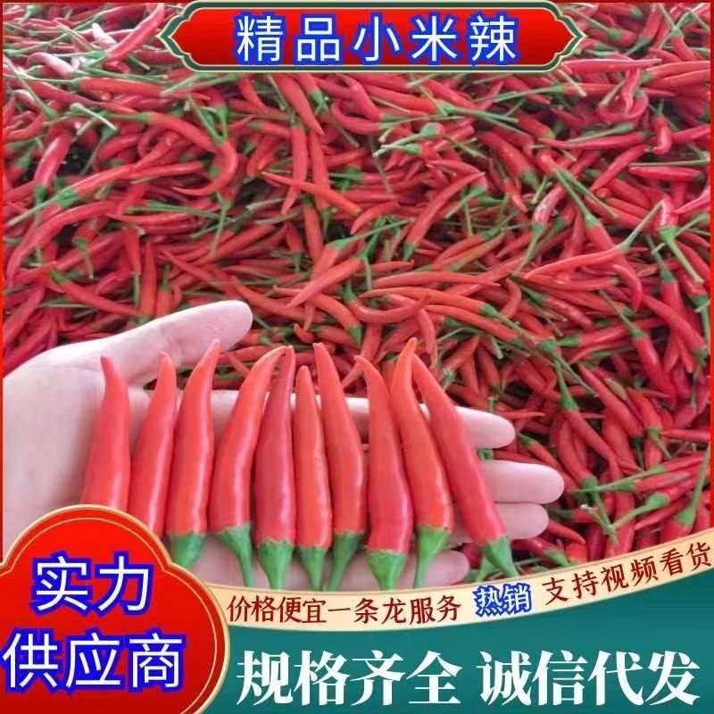 【推荐】精品天香小米椒货源充足，产地直供。