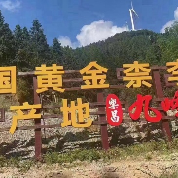 乐昌九峰山黄金奈李