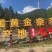 乐昌九峰山黄金奈李
