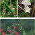羽叶茑萝种子四季开花爬藤易活花卉籽五星花室内盆栽室外庭院