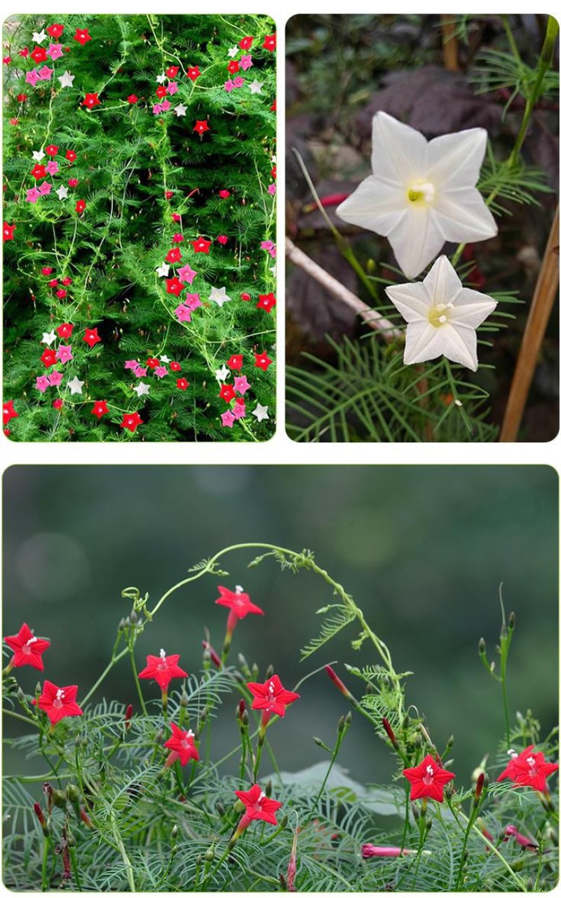 羽叶茑萝种子四季开花爬藤易活花卉籽五星花室内盆栽室外庭院