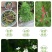 羽叶茑萝种子四季开花爬藤易活花卉籽五星花室内盆栽室外庭院