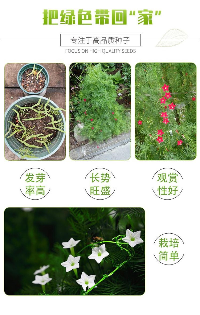 羽叶茑萝种子四季开花爬藤易活花卉籽五星花室内盆栽室外庭院