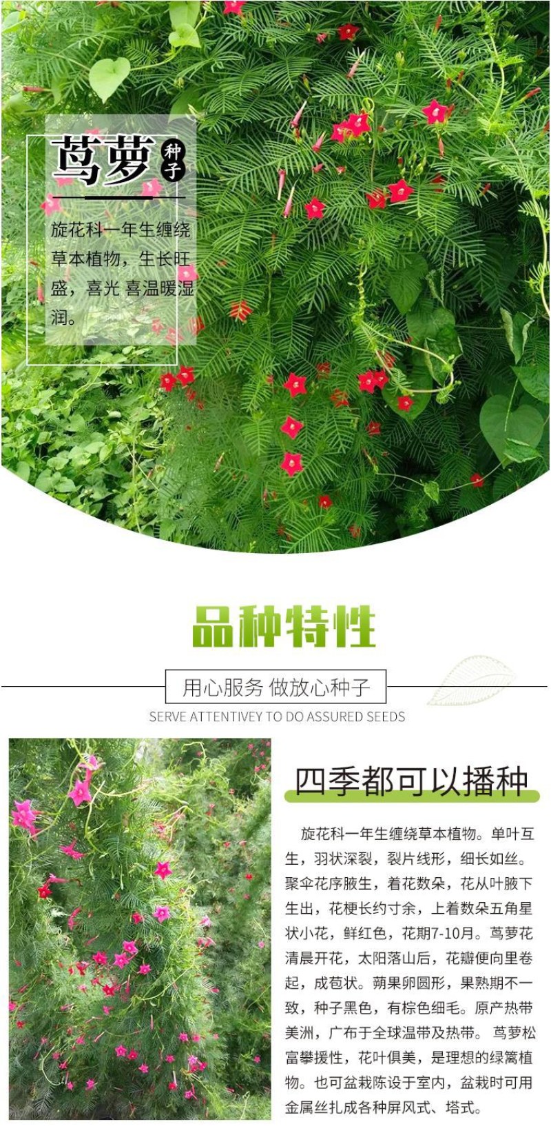 羽叶茑萝种子四季开花爬藤易活花卉籽五星花室内盆栽室外庭院