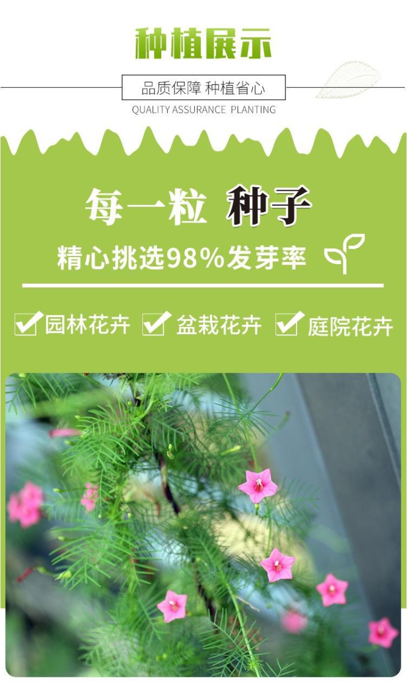 羽叶茑萝种子四季开花爬藤易活花卉籽五星花室内盆栽室外庭院