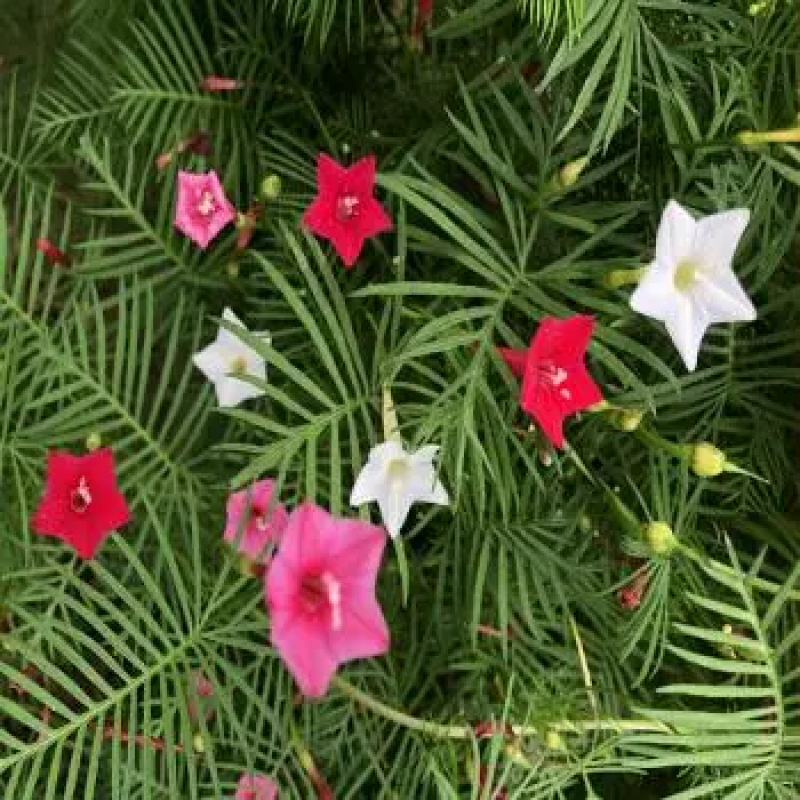 羽叶茑萝种子四季开花爬藤易活花卉籽五星花室内盆栽室外庭院