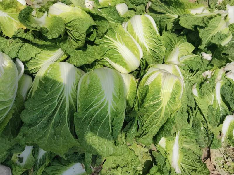 黄心大白菜上市，3-6斤，需要联系，各种包装