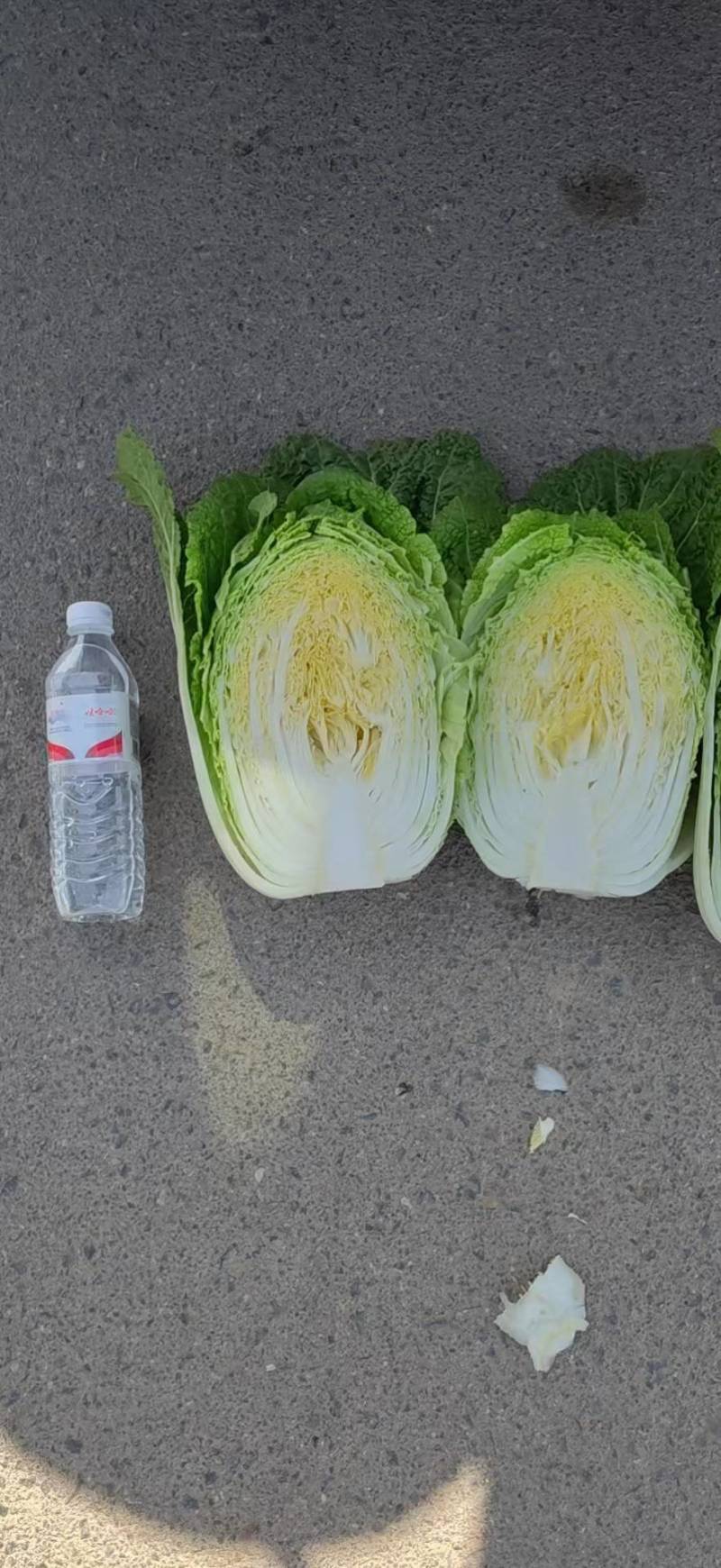 黄心大白菜上市，3-6斤，需要联系，各种包装