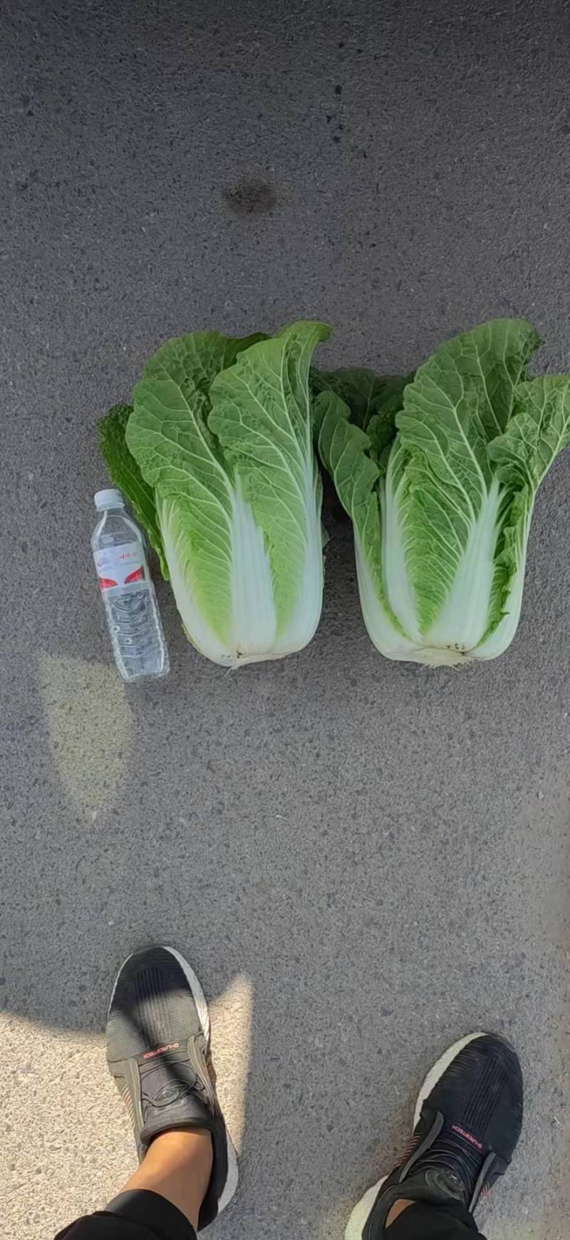 黄心大白菜上市，3-6斤，需要联系，各种包装