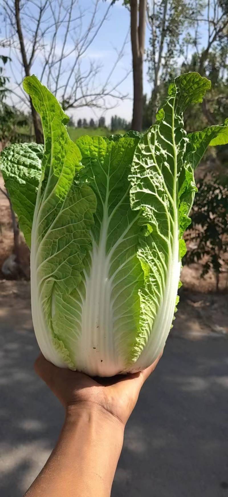 黄心大白菜上市，3-6斤，需要联系，各种包装