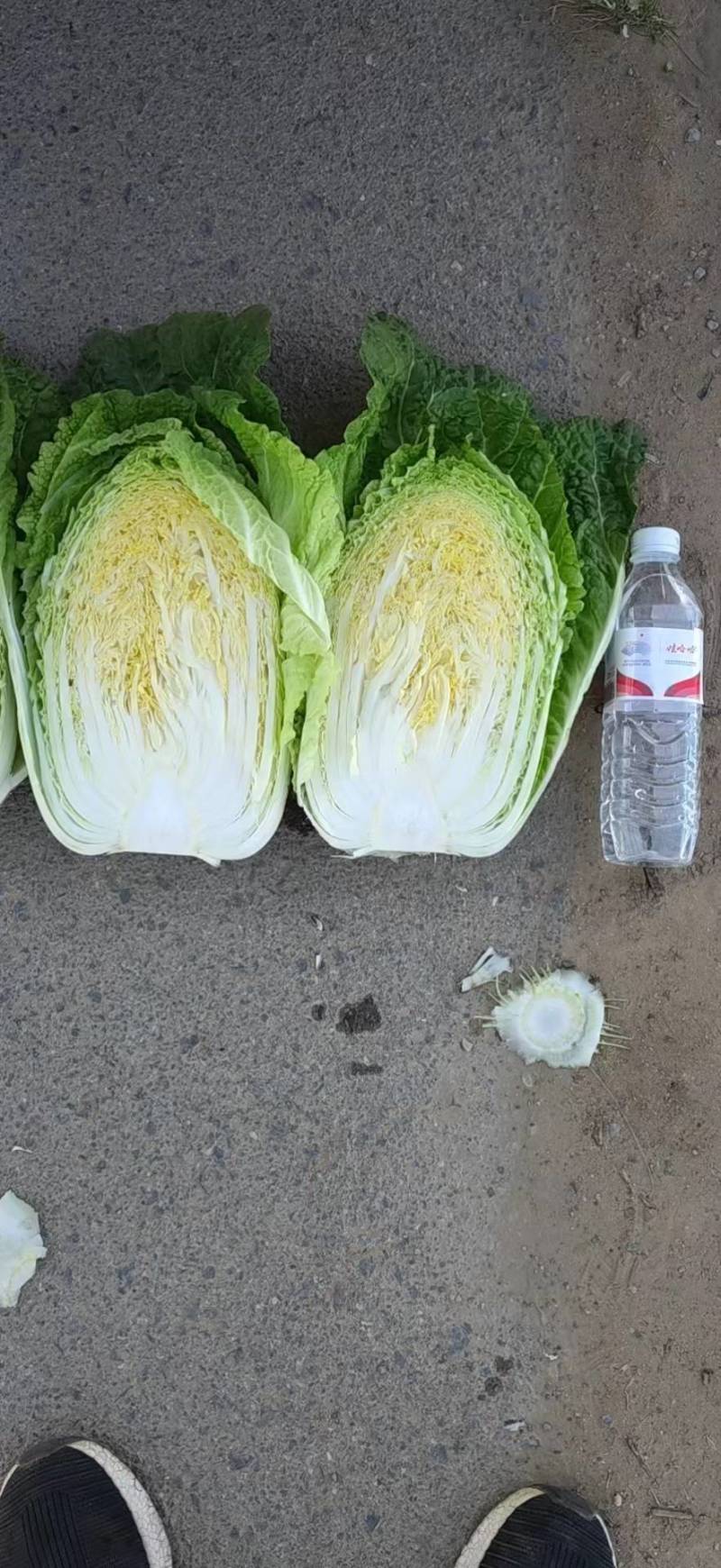 精品黄心大白菜，高原夏菜，陆续上市，需要老板联系