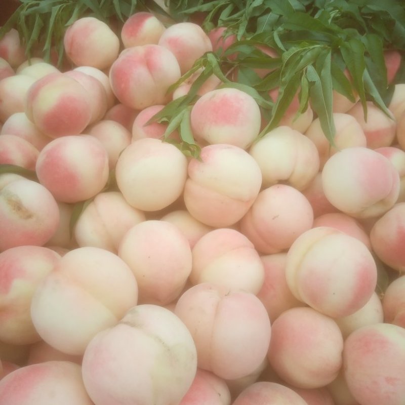 魏县桃子红不软红岗山八月脆永莲蜜中秋王大量上市