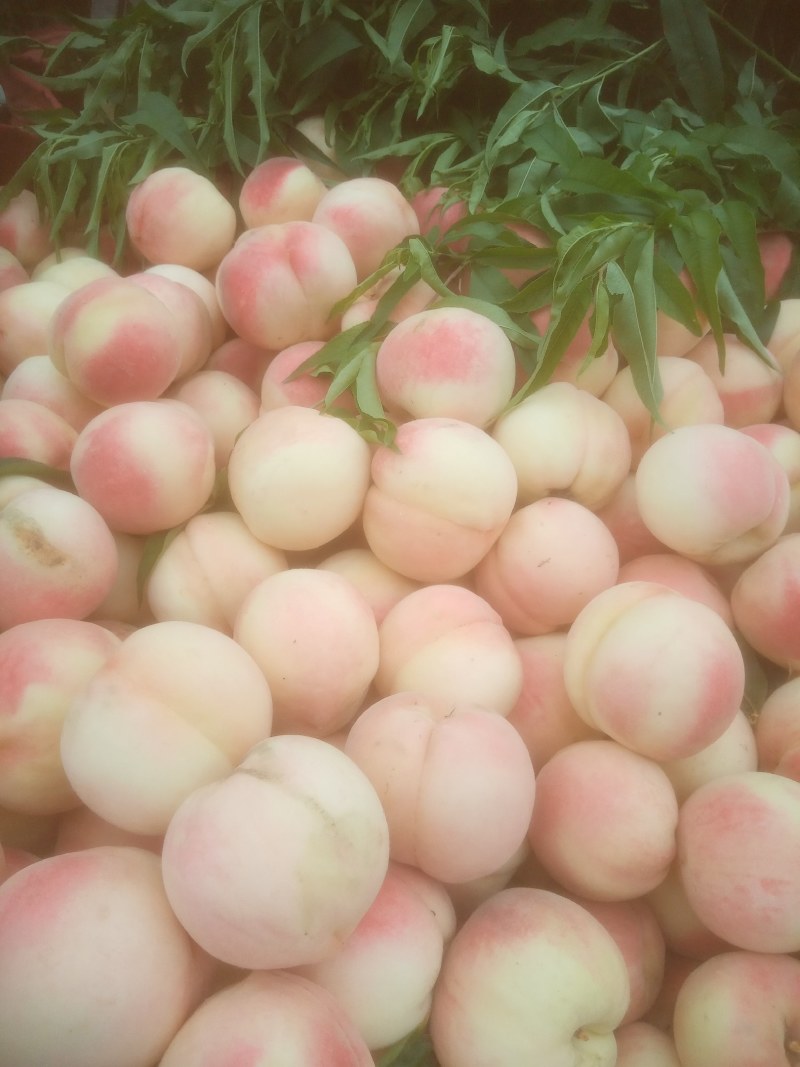 魏县桃子红不软红岗山八月脆永莲蜜中秋王大量上市
