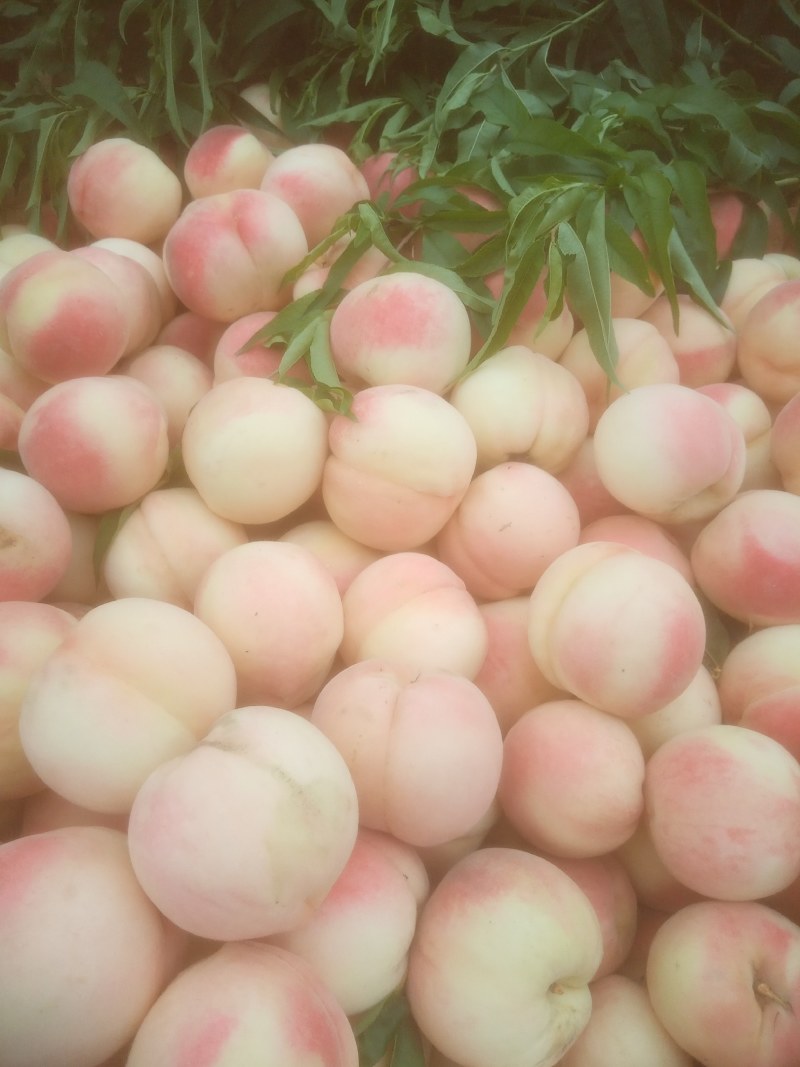 魏县桃子红不软红岗山八月脆永莲蜜中秋王大量上市