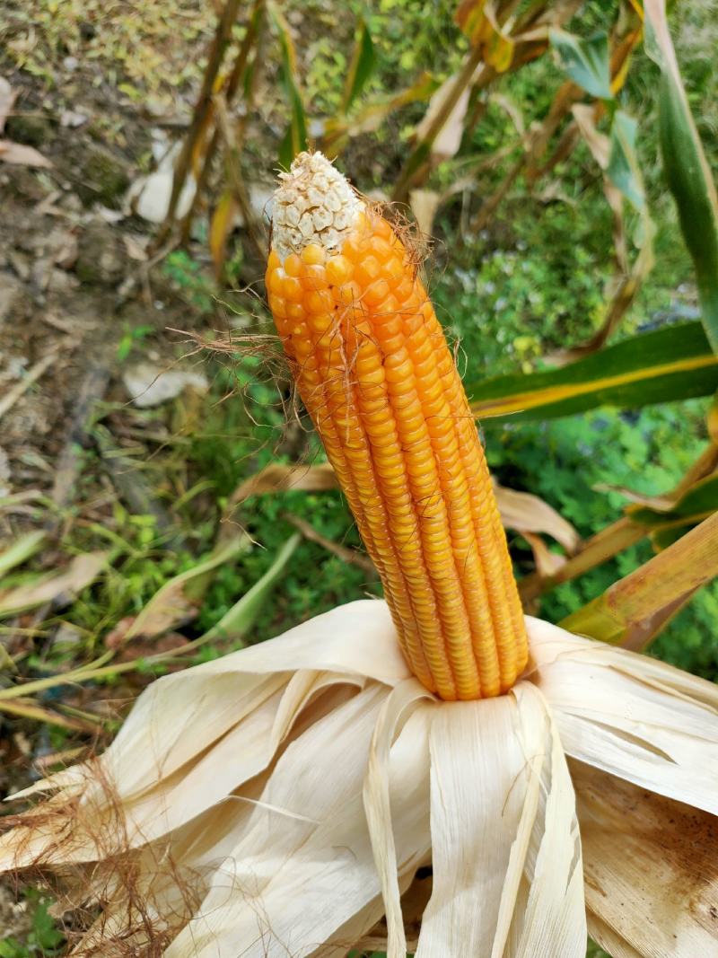 玉米