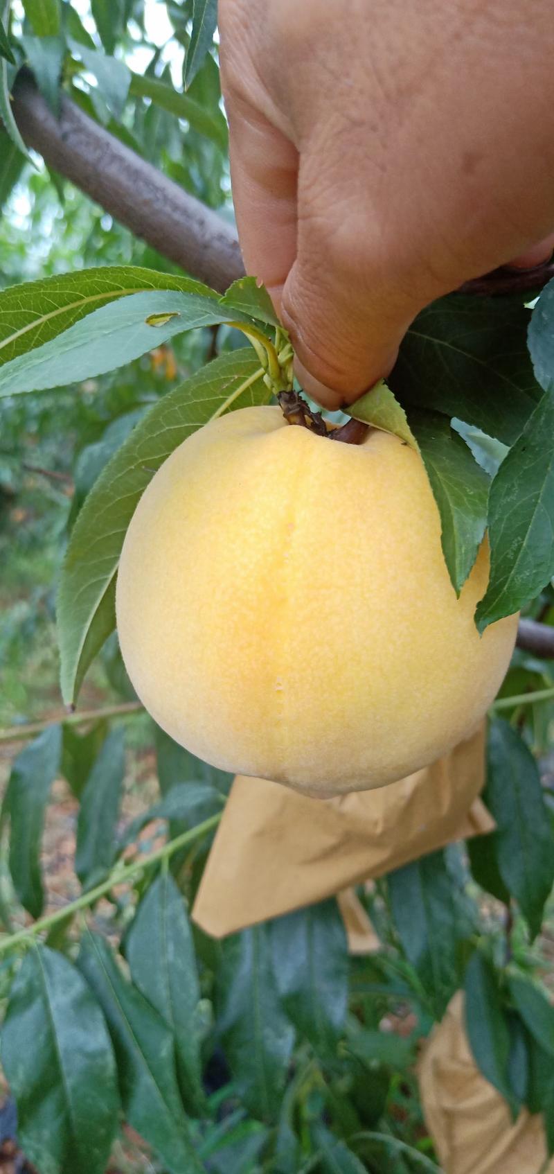 黄桃苗根系发达自家苗圃量大从优当年结果提供技术