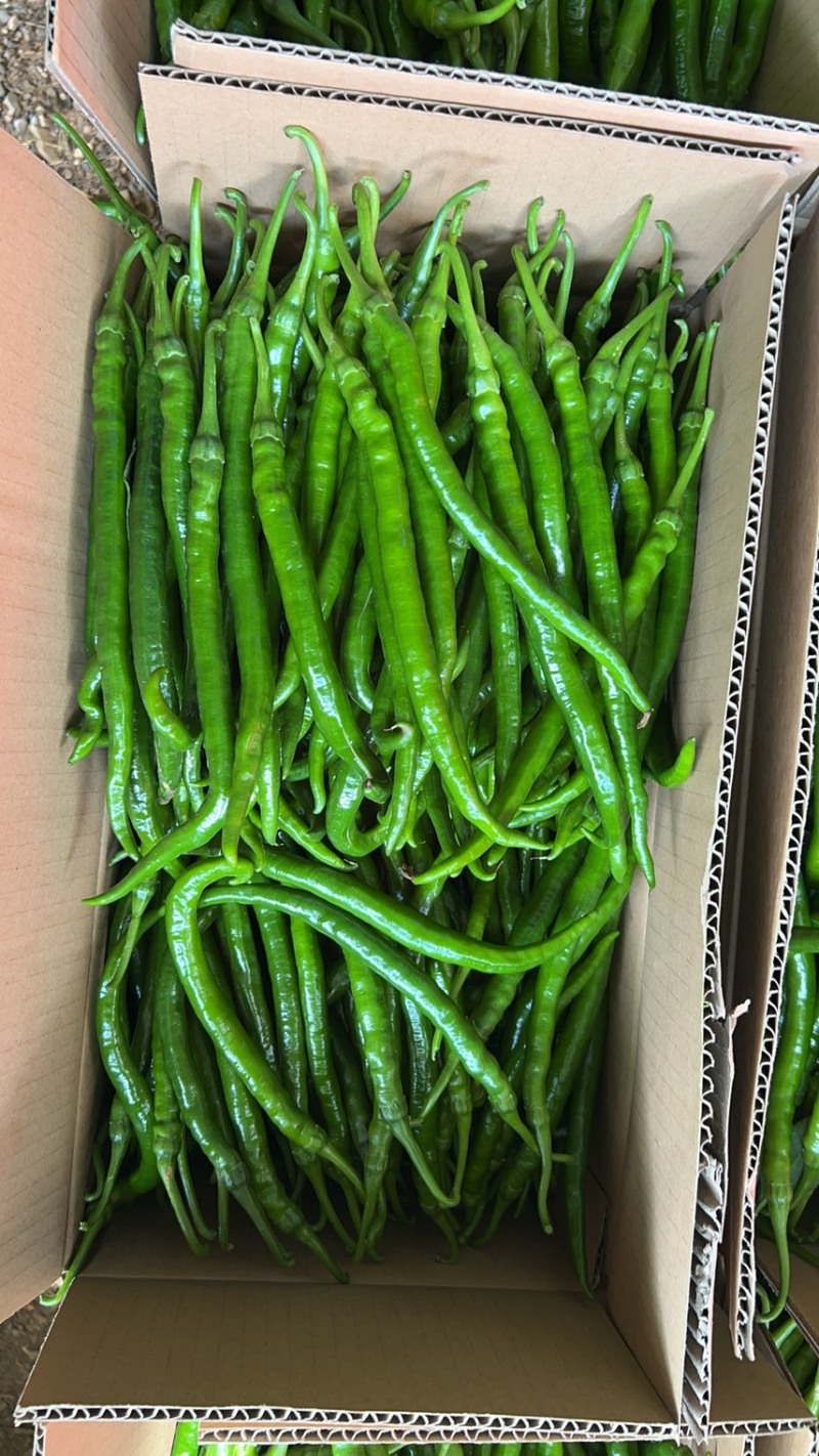 3号线椒