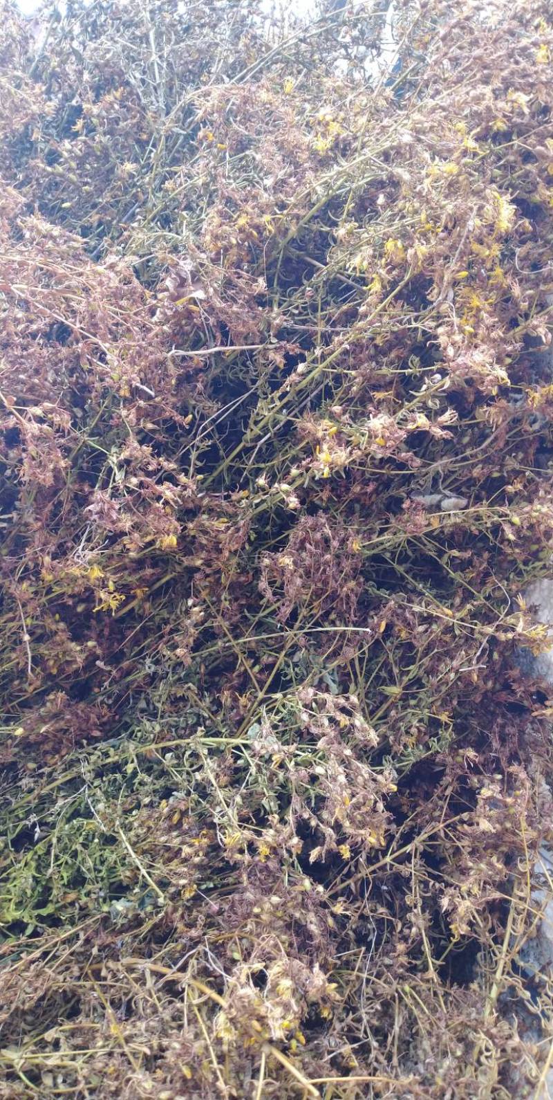 贯叶连翘干货甘肃陇南成县野生贯叶连翘，无杂质，颜色黄亮，