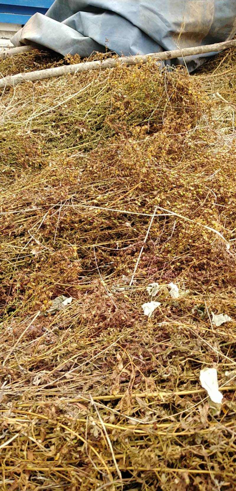 贯叶连翘干货甘肃陇南成县野生贯叶连翘，无杂质，颜色黄亮，