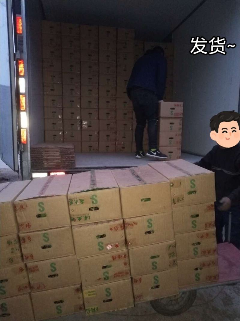 包邮，【采摘园推荐】小红圣女果苗，市场前景大，皮薄！