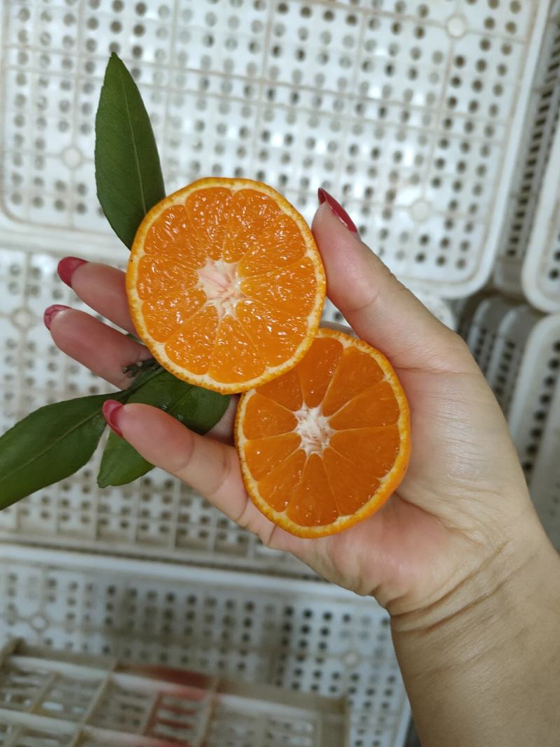 云南特早蜜橘个大皮薄口感化渣一手货源可视频看货