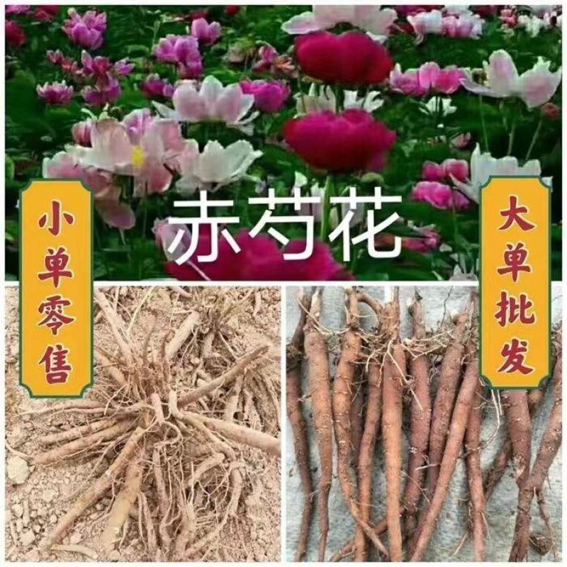 中药材赤芍苗白芍苗芍药苗芽花观赏药用园林基地现挖保证质量