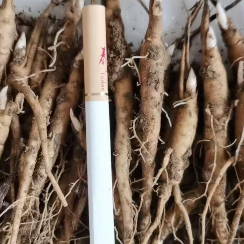 中药材赤芍苗白芍苗芍药苗芽花观赏药用园林基地现挖保证质量