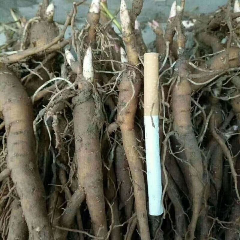 中药材赤芍苗白芍苗芍药苗芽花观赏药用园林基地现挖保证质量