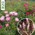 中药材赤芍苗白芍苗芍药苗芽花观赏药用园林基地现挖保证质量