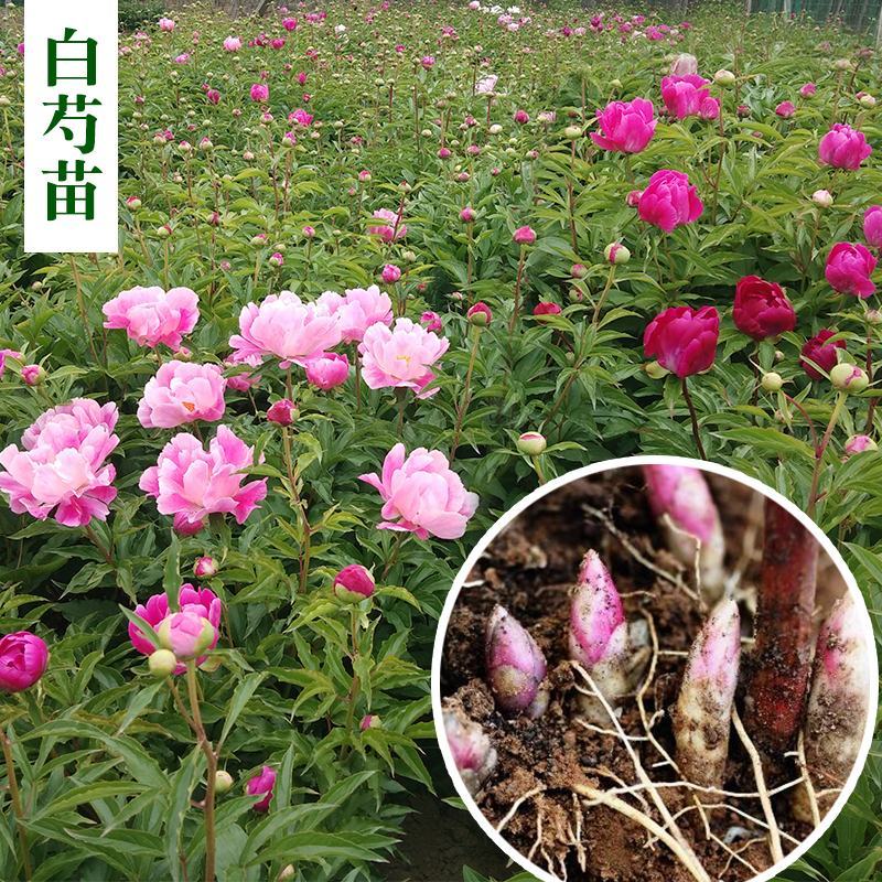 中药材赤芍苗白芍苗芍药苗芽花观赏药用园林基地现挖保证质量