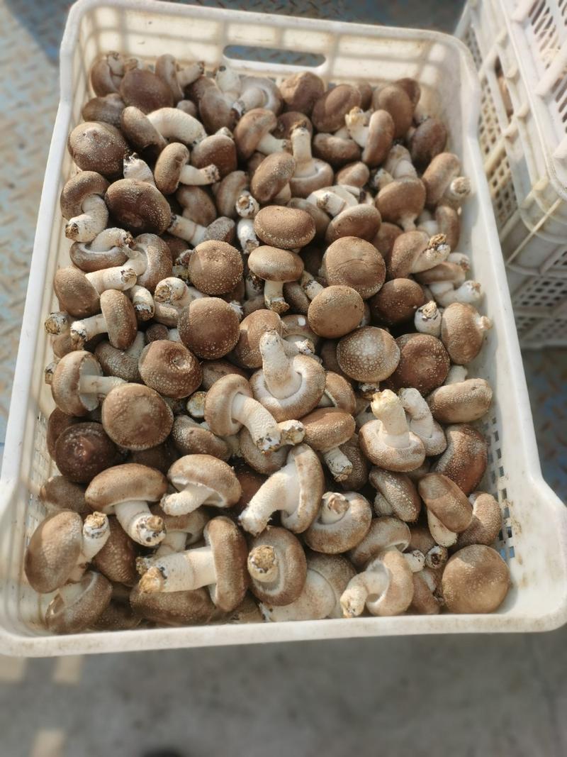 808香菇4.5以上大菇和3.2-4.8以上中菇有货