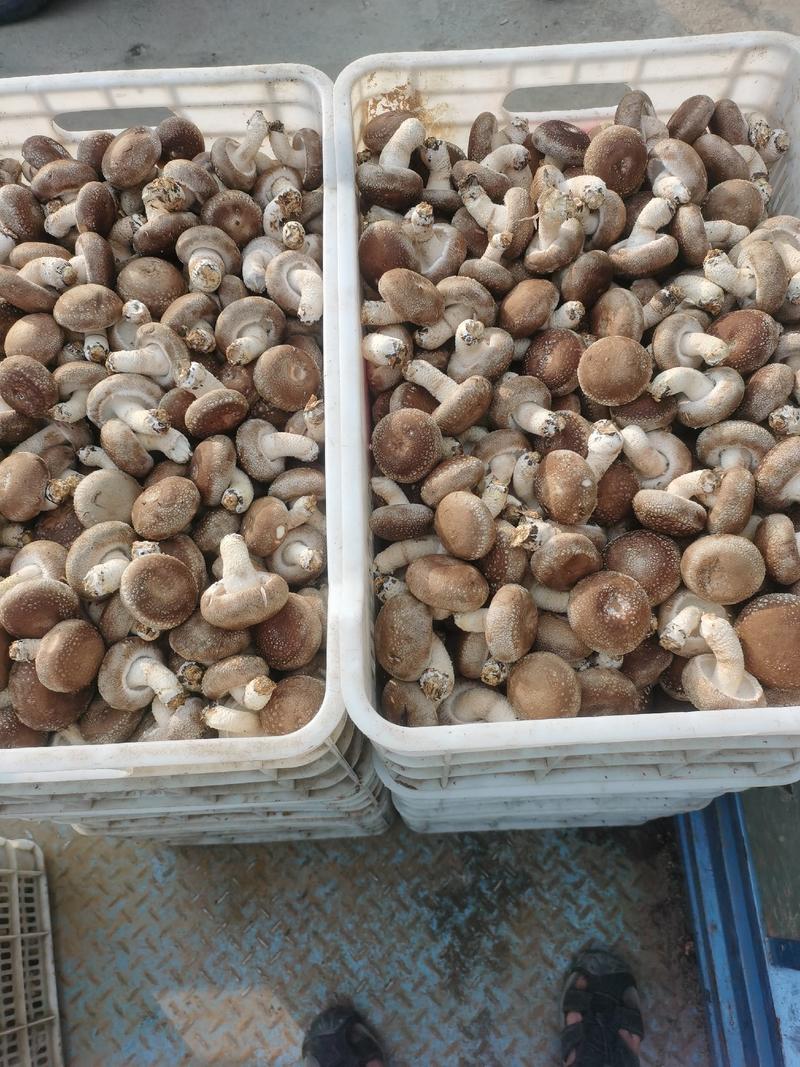 808香菇4.5以上大菇和3.2-4.8以上中菇有货