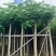 凤凰木5～30公分都有