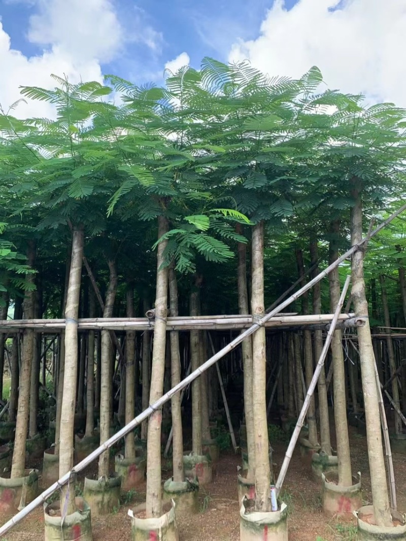 凤凰木5～30公分都有