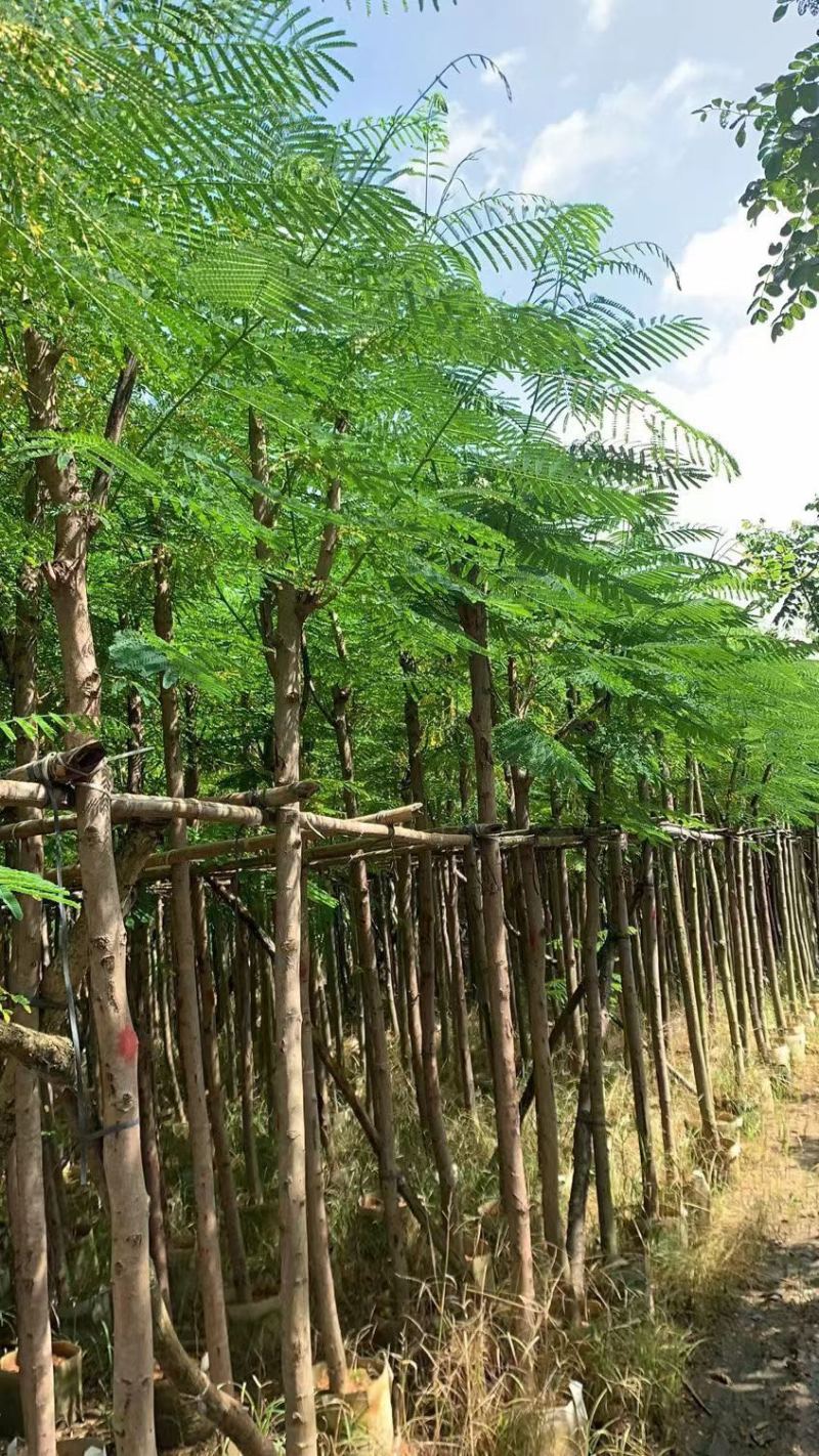 凤凰木5～30公分都有