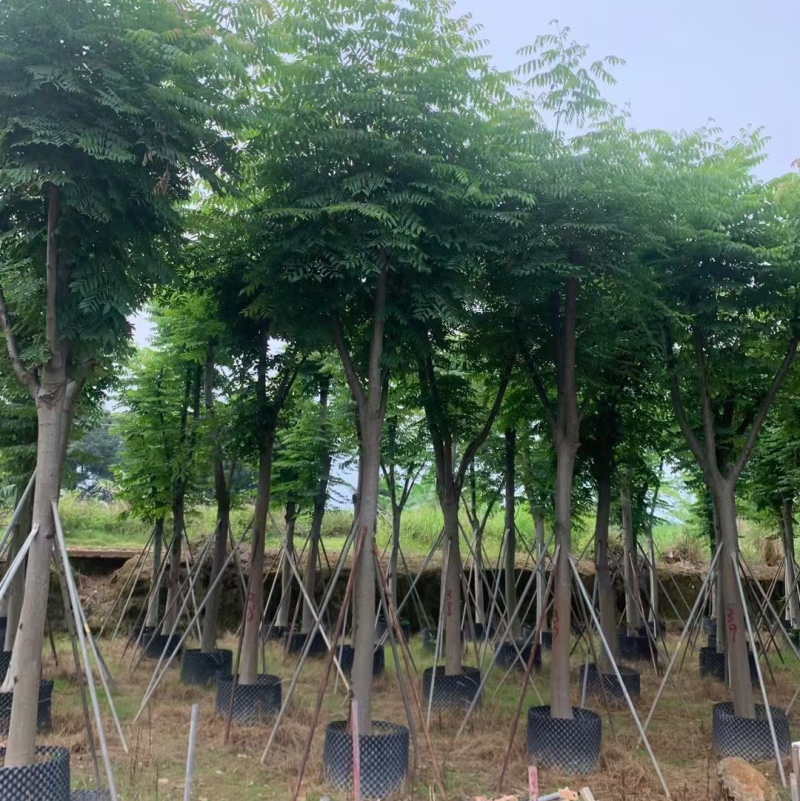 复羽大栾