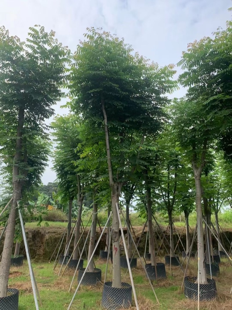 复羽大栾