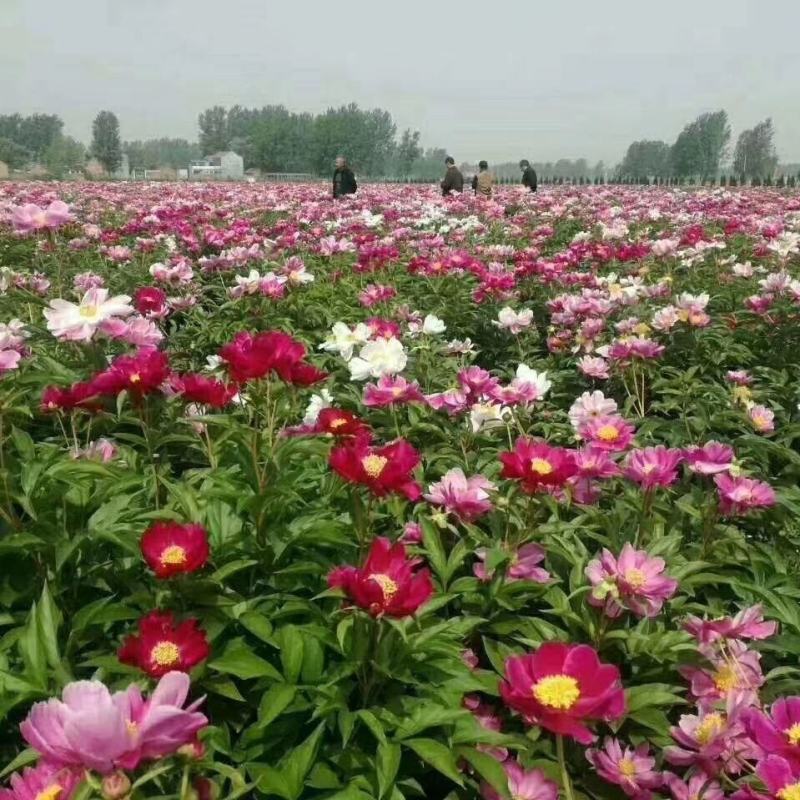 中药材赤芍苗白芍苗芍药苗芽花观赏药用园林基地现挖保证质量