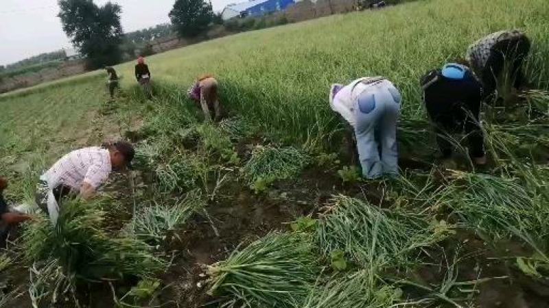 黑龙江精品大蒜白皮蒜一手货源产地直发货源充足