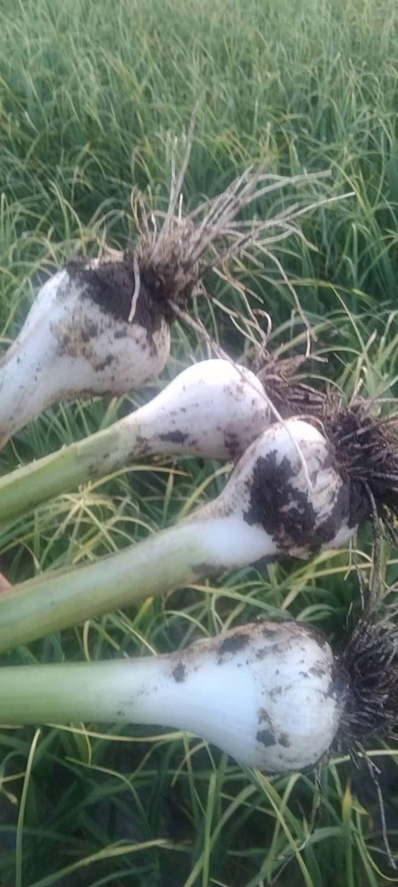 黑龙江精品大蒜白皮蒜一手货源产地直发货源充足