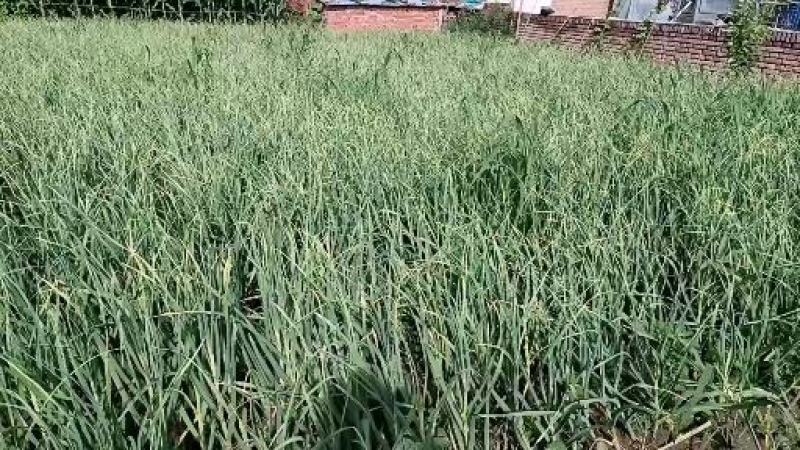 黑龙江精品大蒜白皮蒜一手货源产地直发货源充足