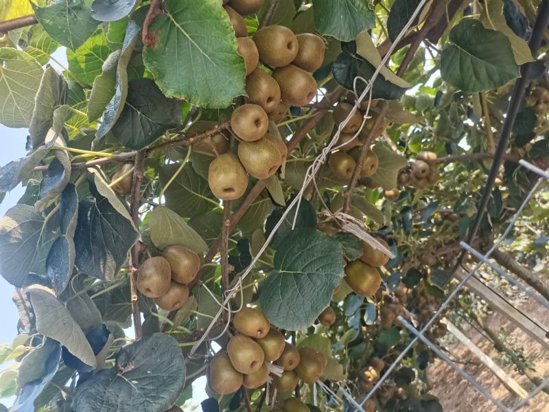 四川蒲江红心，东红，黄心猕猴桃品质上层量大从优预售中