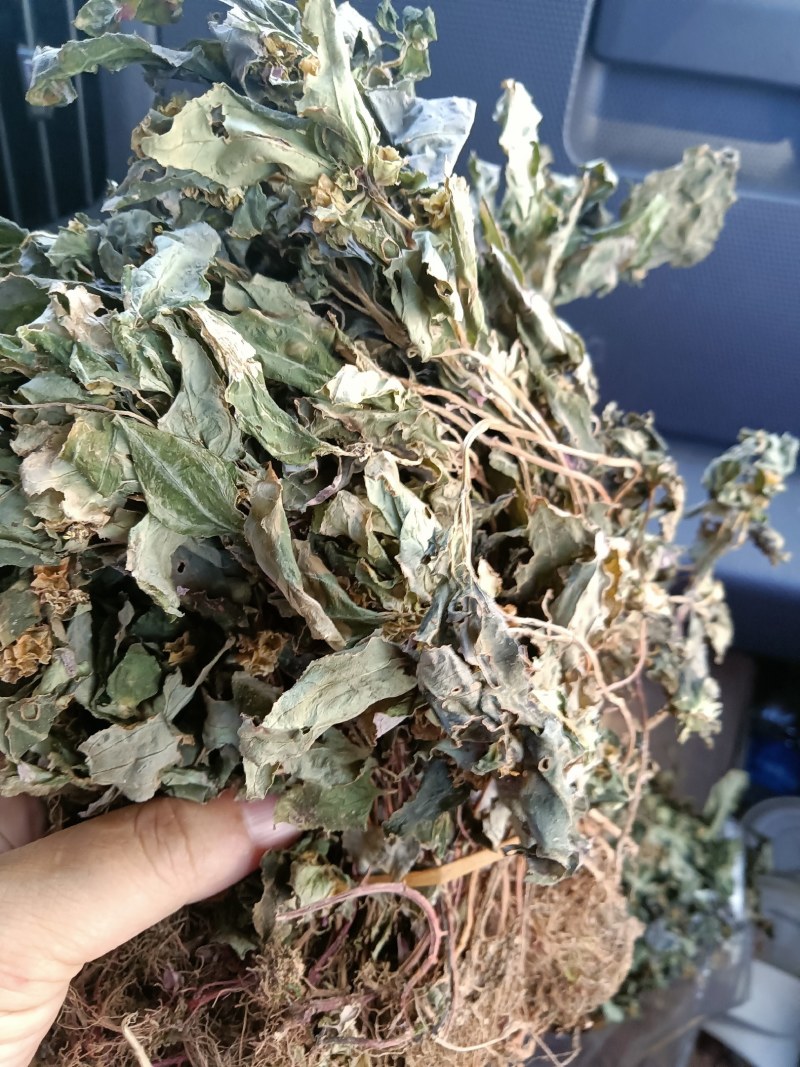 四方草