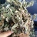 四方草