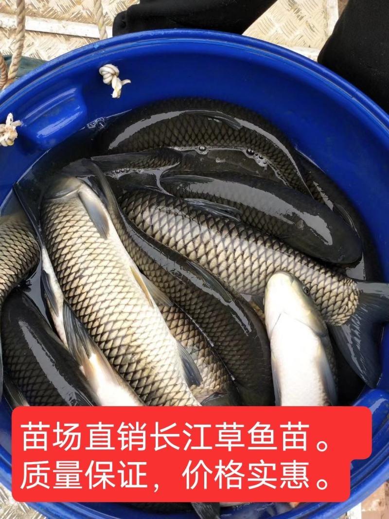 草鱼苗。种鱼苗长江草鱼苗