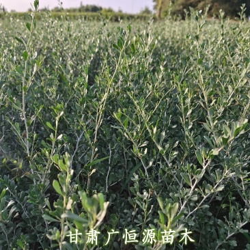 白刺苗基地白刺苗供应商白刺价格